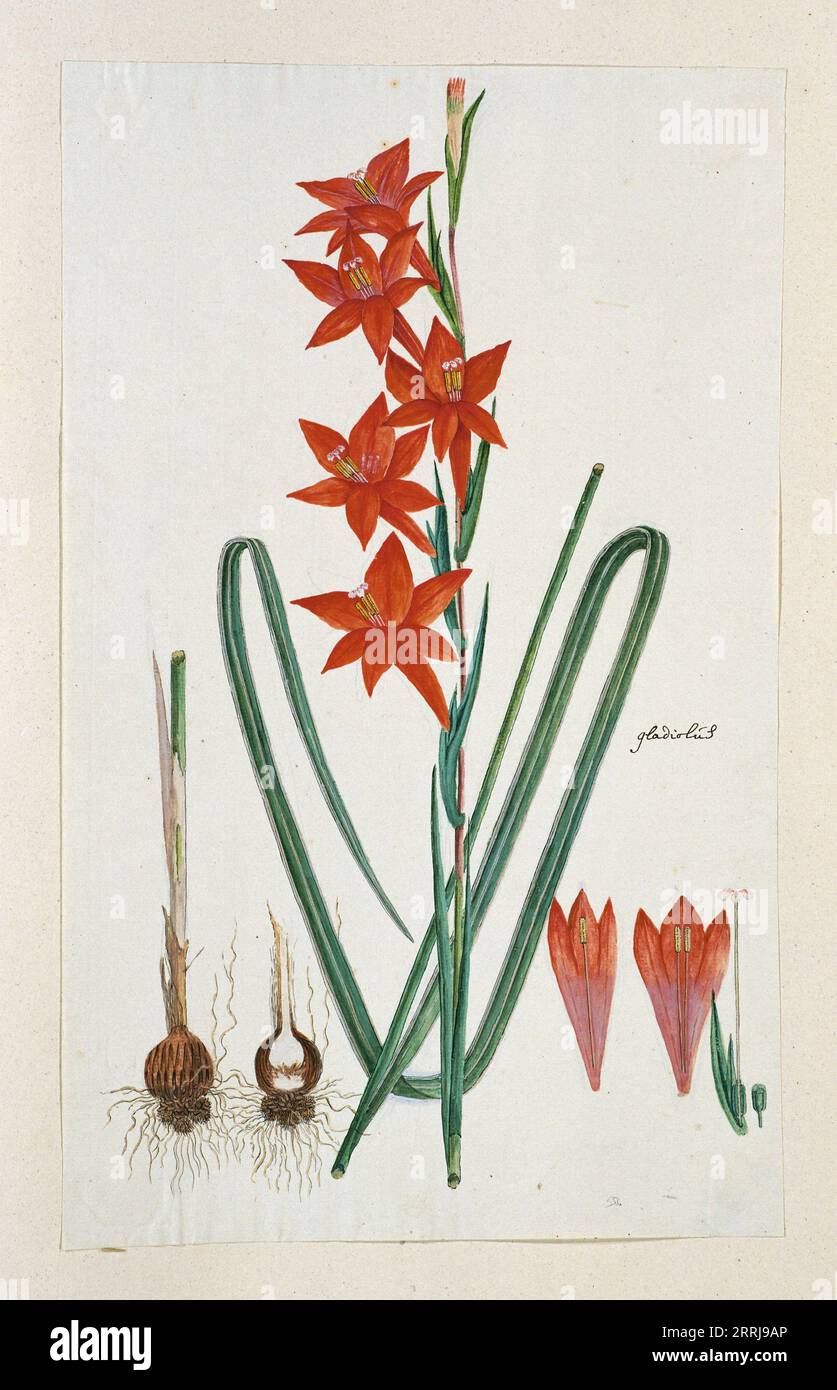 Gladiolus watsonius Thunb. (Watsonia Hysterantha), 1777-1786. Gladiolus (Gordon) or the so-called red Afrikander (Raper &amp; Boucher). Stock Photo