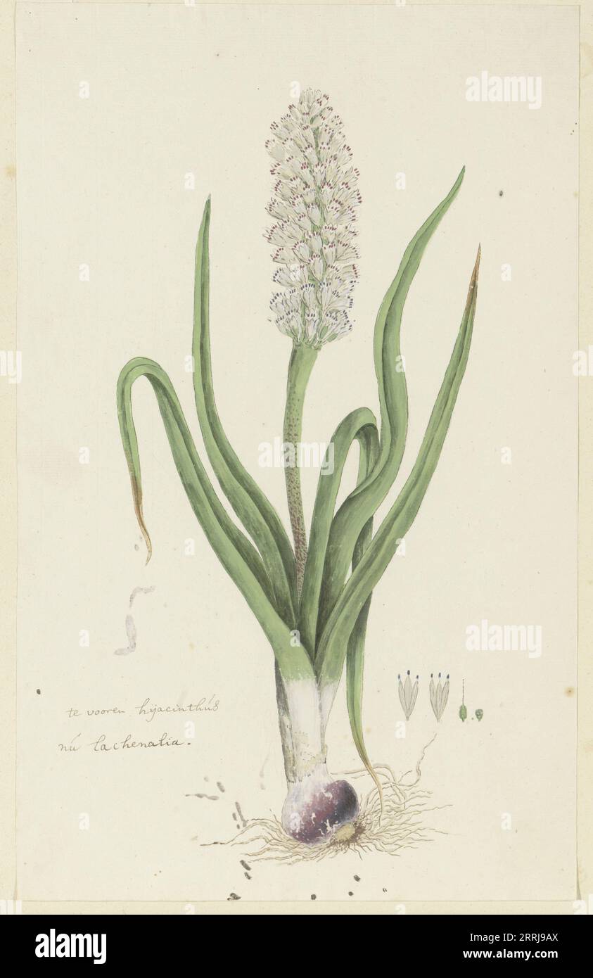 Lachenalia orthopetala Jacq. (Hyacinth), 1777-1786. Stock Photo