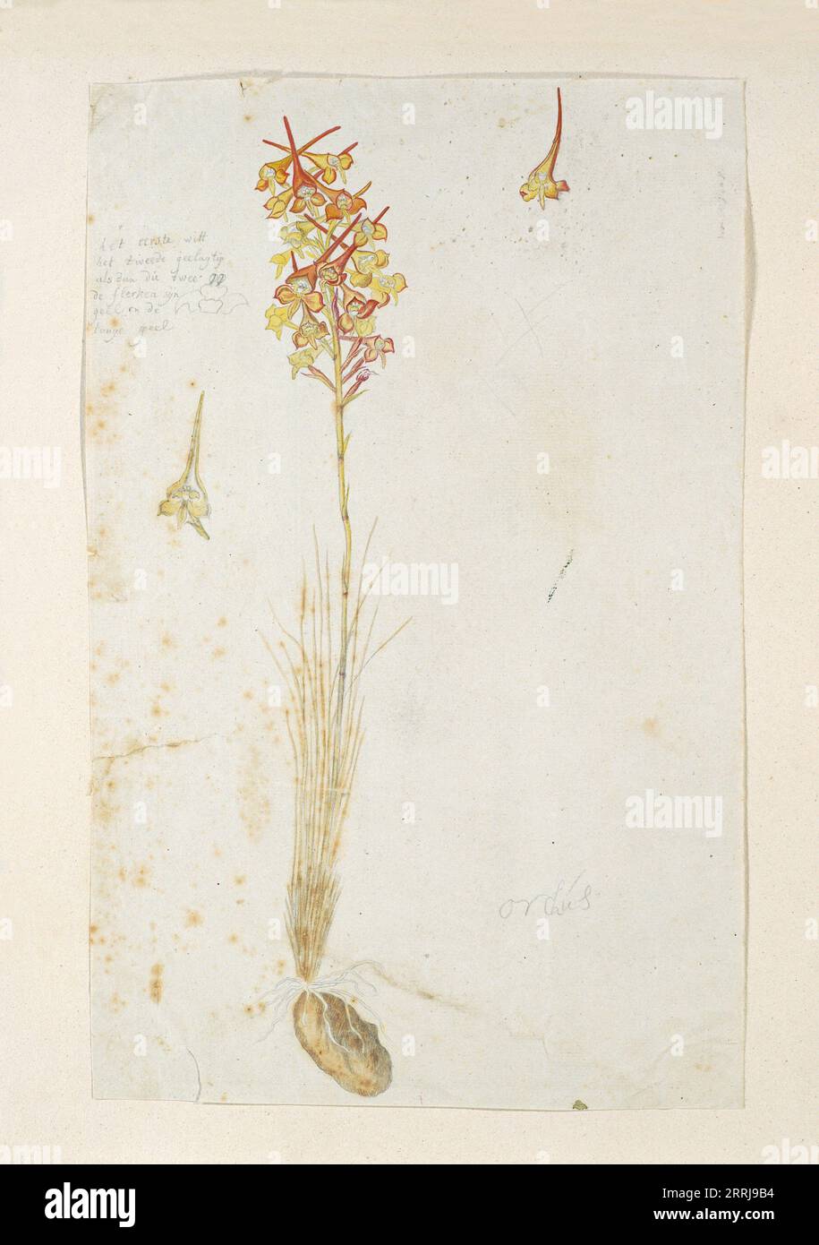 Disa porrecta Swartz, 1777-1786. Disa Porrecta Sw. (Artz.); An orchid species. Stock Photo