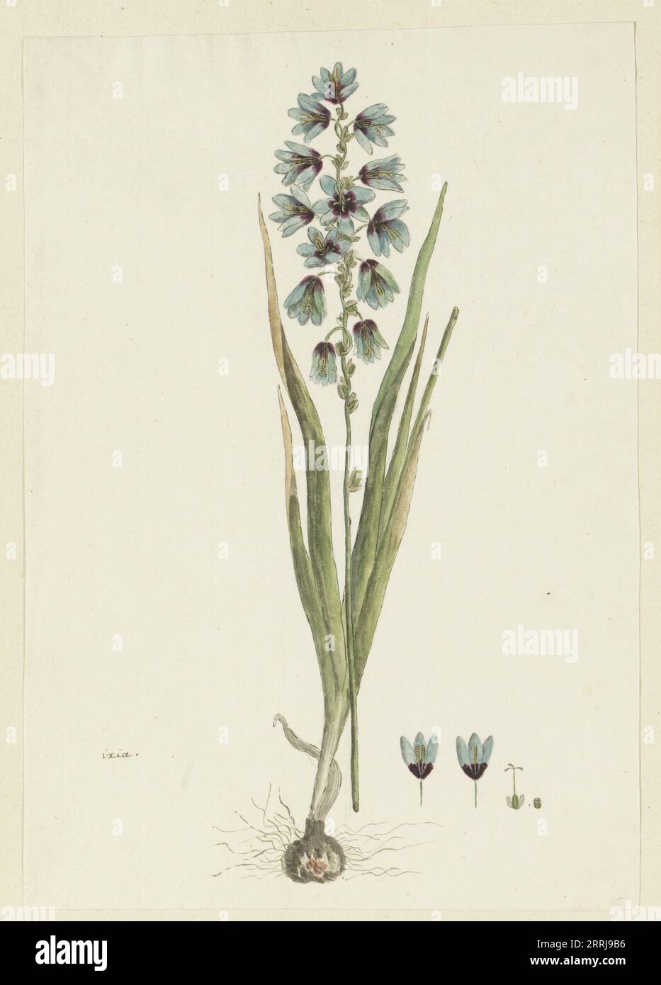 Ixia viridiflora lamb., 1777-1786. Stock Photo