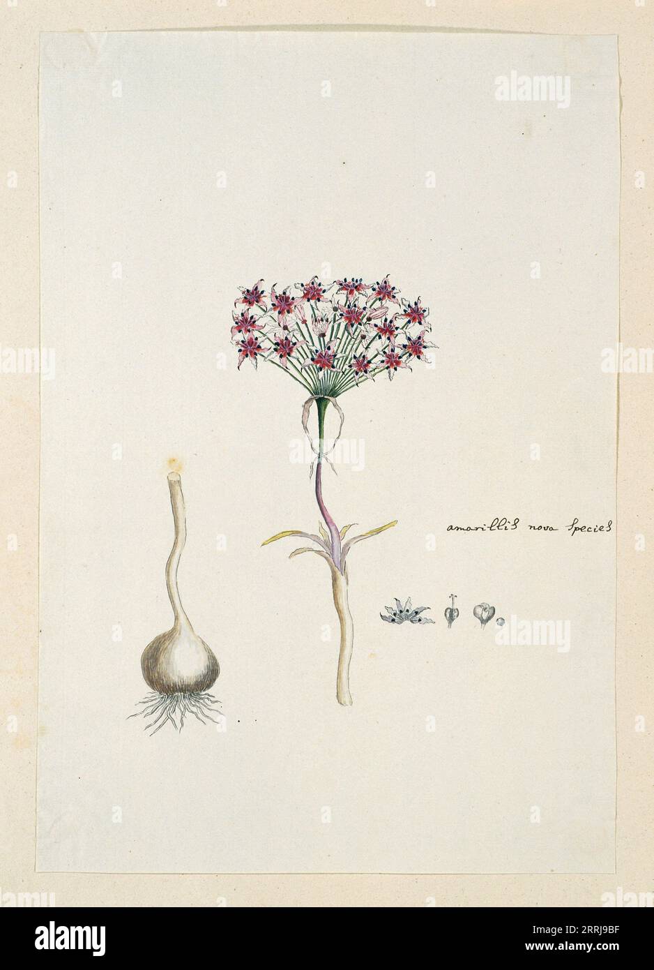 Hessea cinnamomea (L'H&#xe9;rit.) Durand &amp; Schinz. (umbrella lily), 1777-1786. Stock Photo