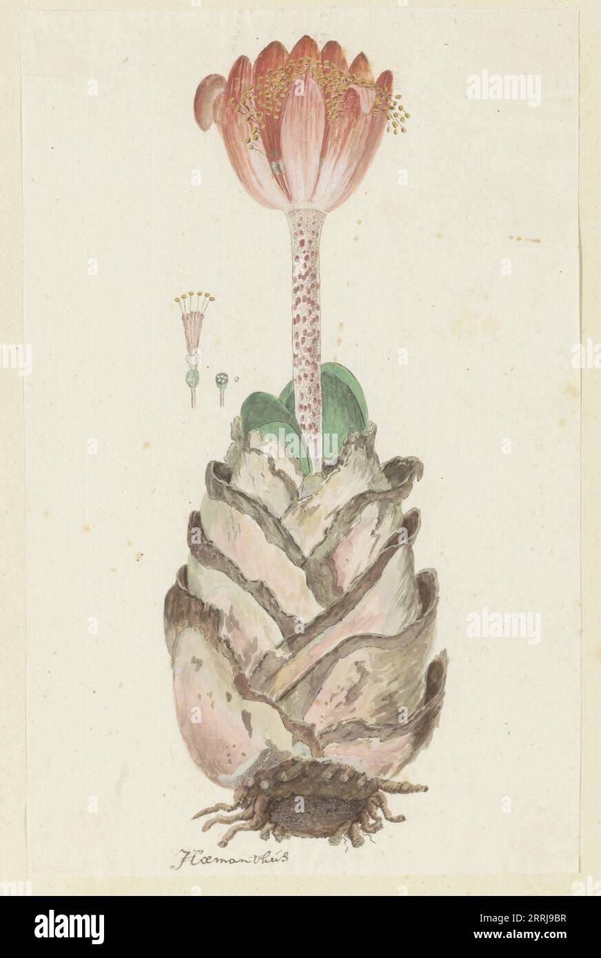 Haemanthus coccineus L. (Blood flower), 1777-1786. Stock Photo
