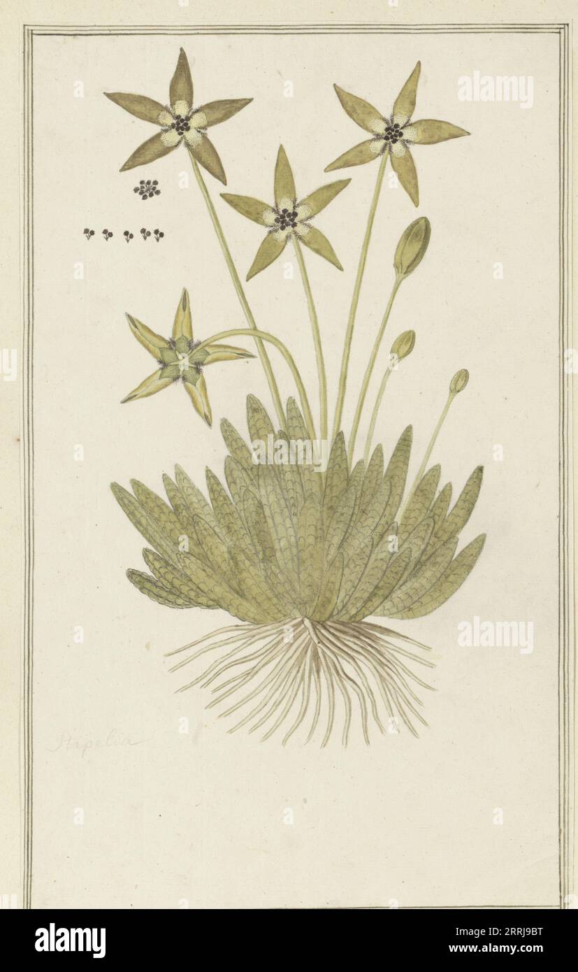 Tridentea pedunculata (Masson) L.C. Leach (Stapelia), 1777-1786. Stock Photo