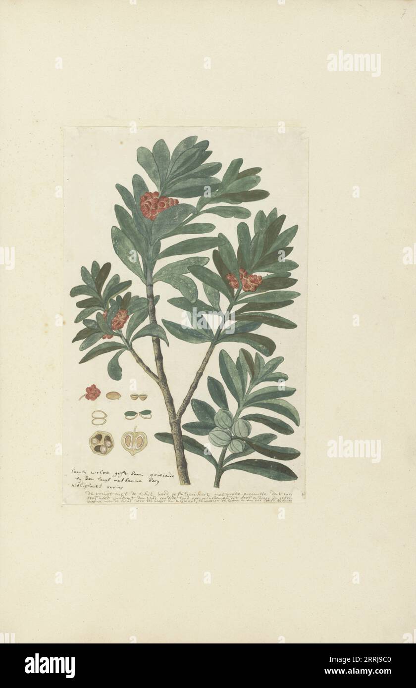 Hyenanche globosa Lam. or  Toxicodendrum capense of globosum (Cape wolvegift), in or after c.1780. Stock Photo