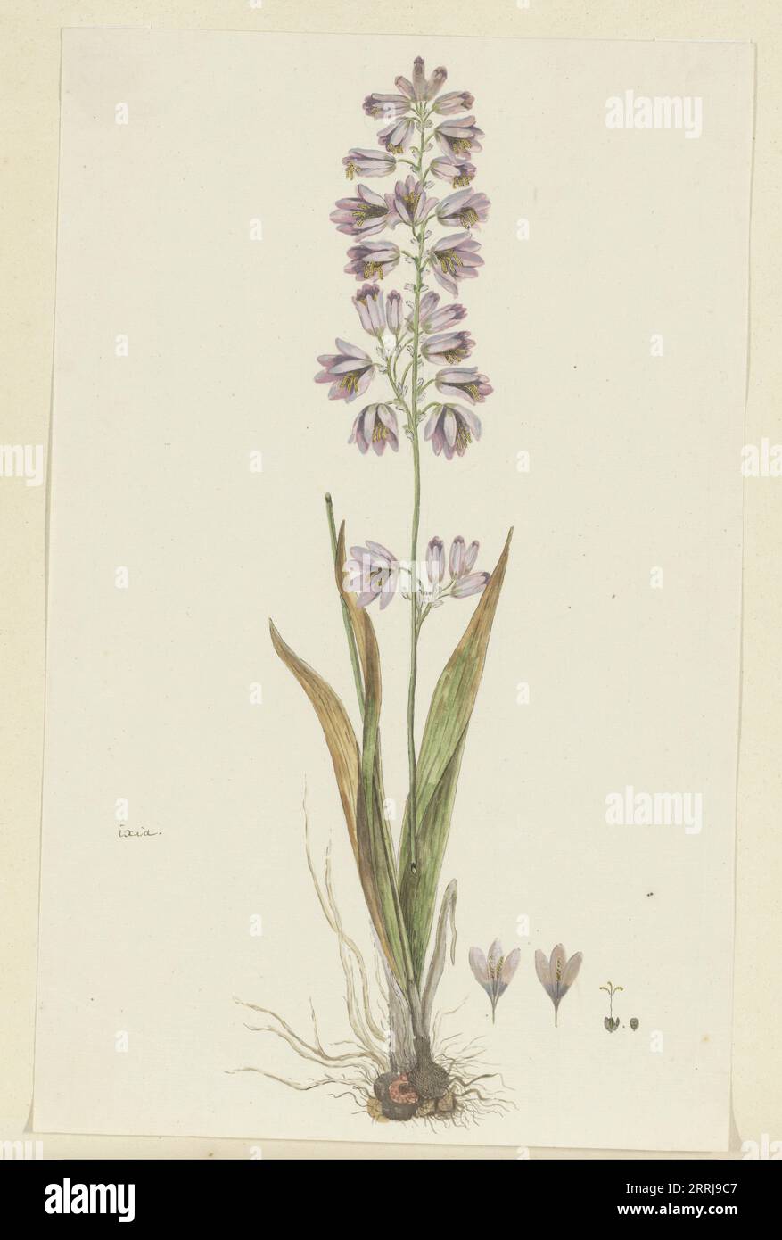 Ixia polystachya L. (Cornlily), 1777-1786. Stock Photo