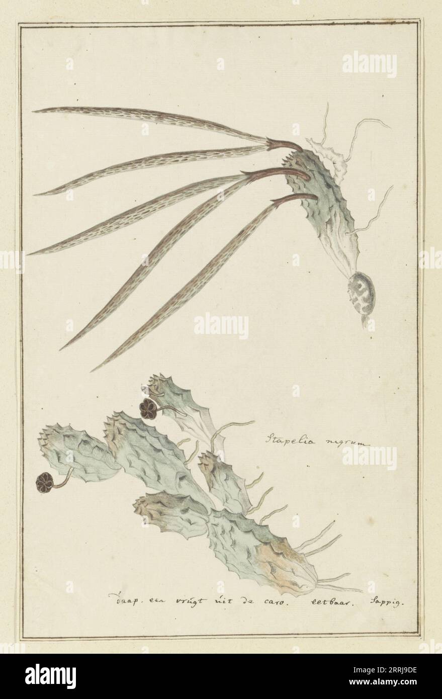 Pectinaria articulata (Ait.) Haw., 1777-1786. Stock Photo