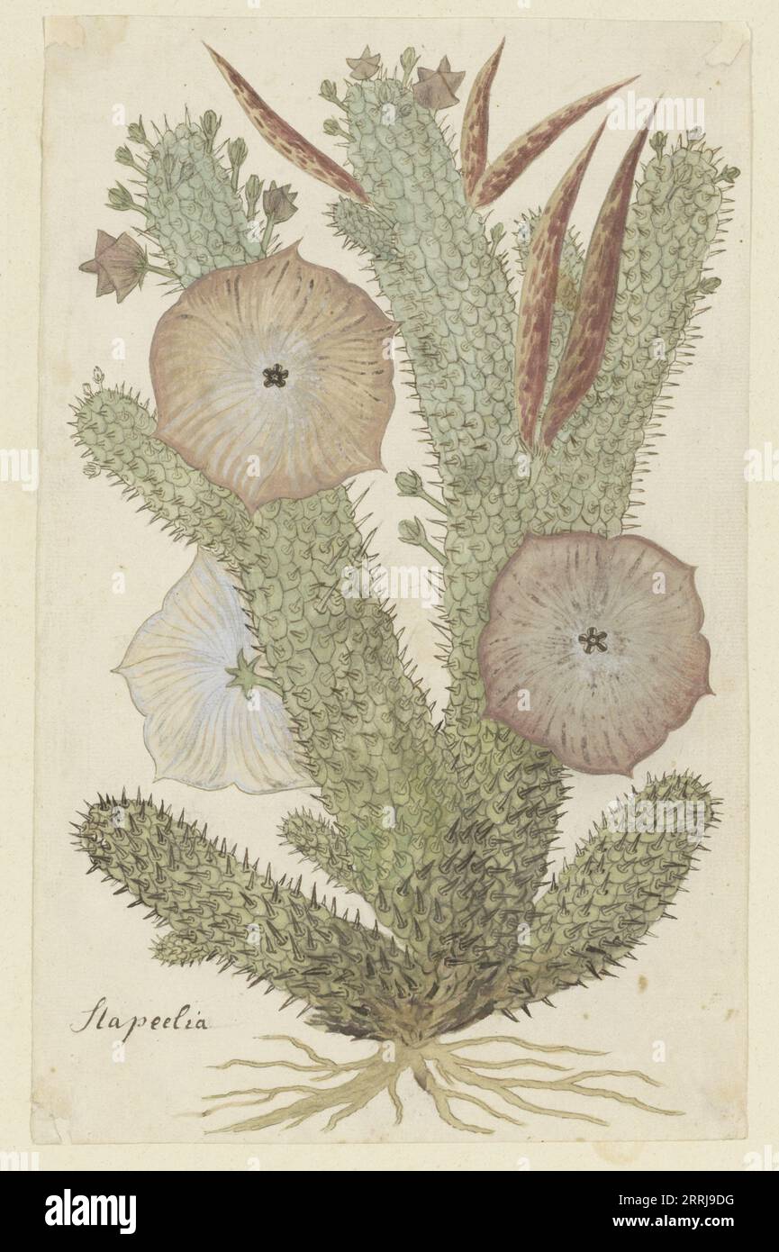 Hoodia gordonii (Bushman&#x2019;s hat), 1777-1786. Stock Photo