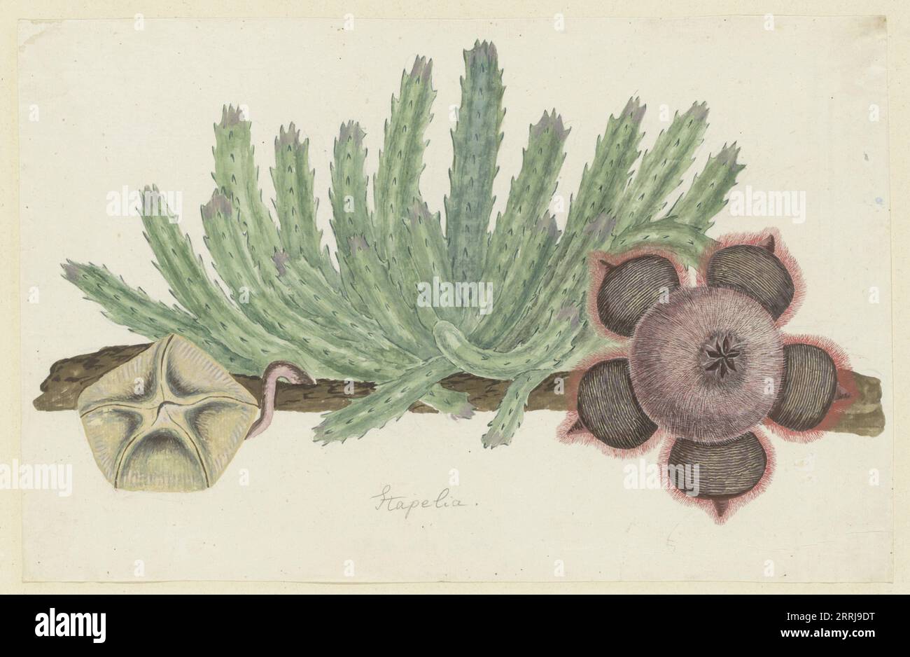 Stapelia hirsuta (L.) (Starfish flower), 1777-1786. Stock Photo