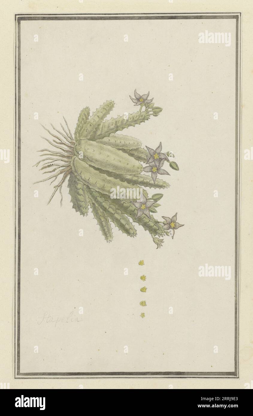 Piaranthus geminatus (Masson) N.E. Br.(Milkweed), 1777-1786. Stock Photo
