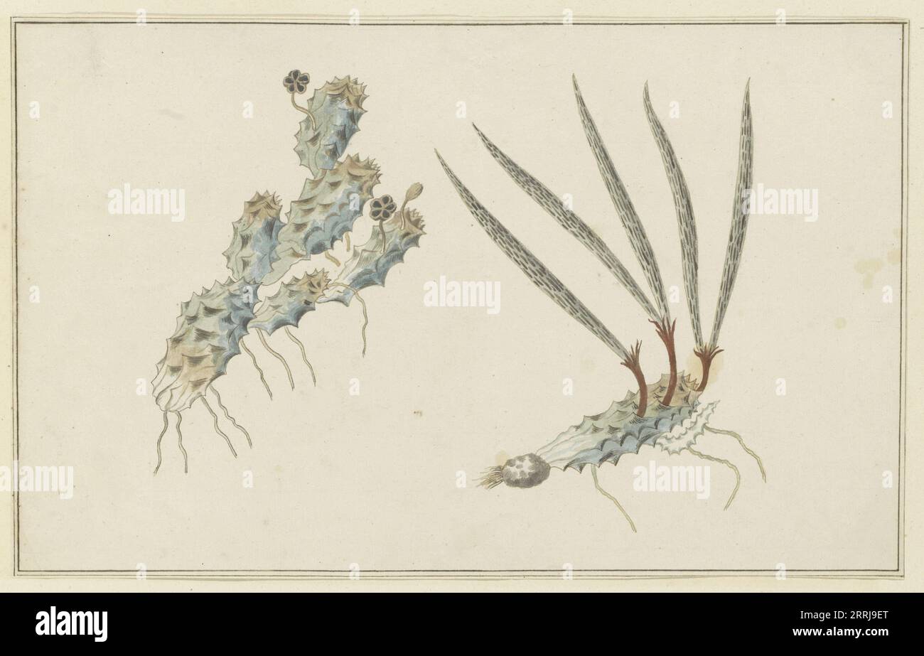 Pectinaria articulata (Ait.) (Stapelia Nigrum), 1777-1786. Called Stapelia Nigrum by Gordon, see also G.P. 89. Stock Photo