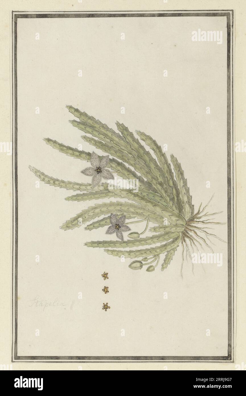 Stapelia paniculata Willd.(Small starfish flower), 1777-1786. Stock Photo
