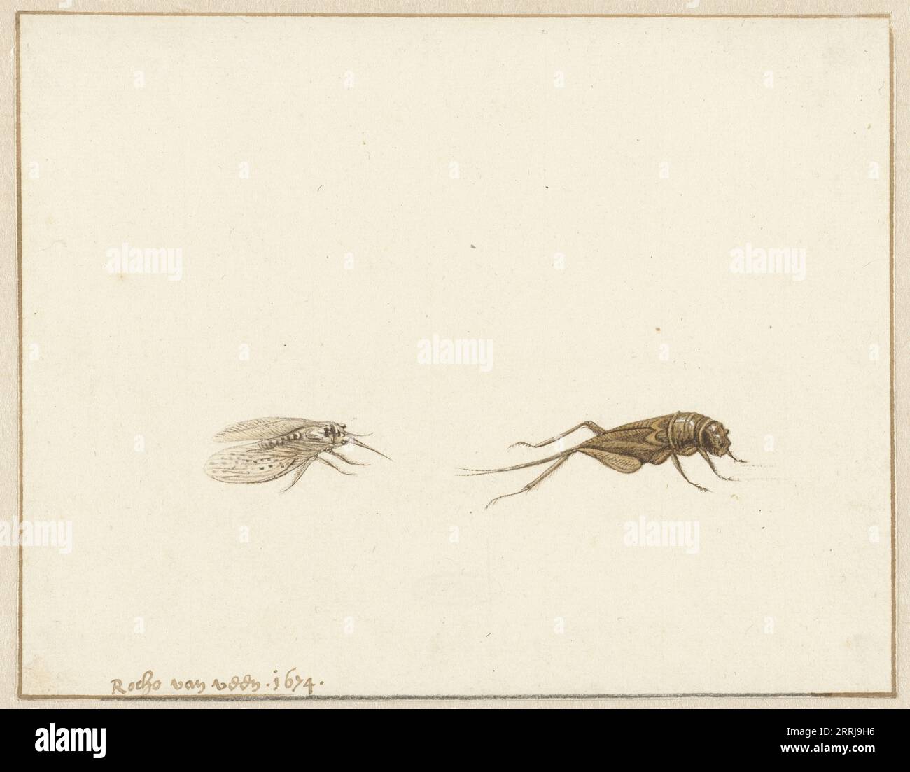 Two insects, 1674 Stock Photo - Alamy