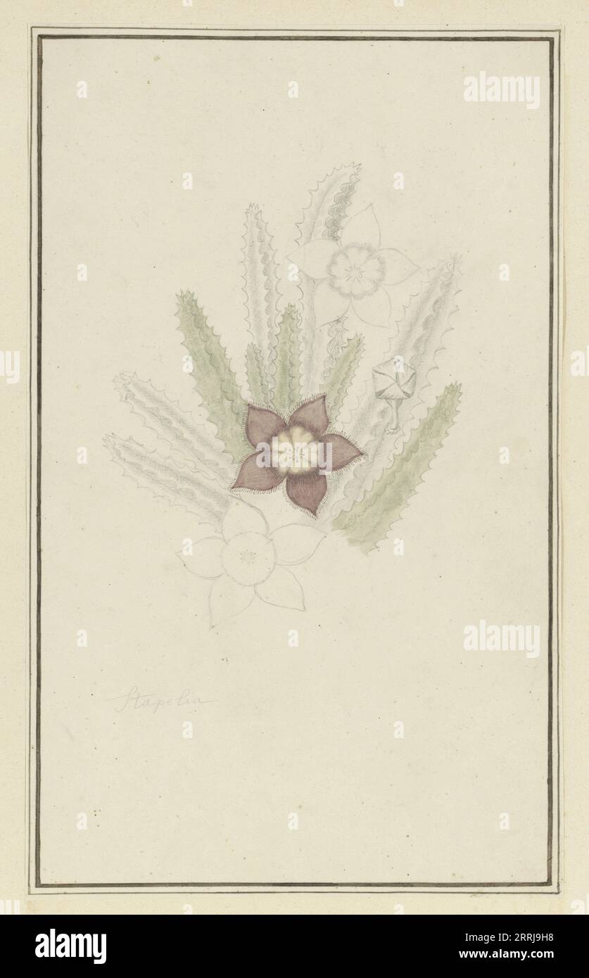 Stapelia hirsute L. (Starfish flower), 1777-1786. Stock Photo