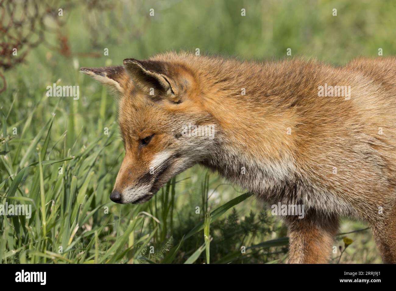 Fox maremman national park Italy wild wildlife Stock Photo