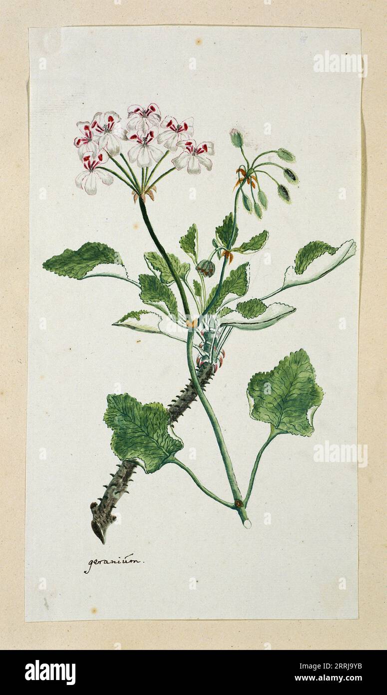 Pelargonium echinatum W. Curtis (Prickly-stemmed pelargonium), 1777-1786. Stock Photo