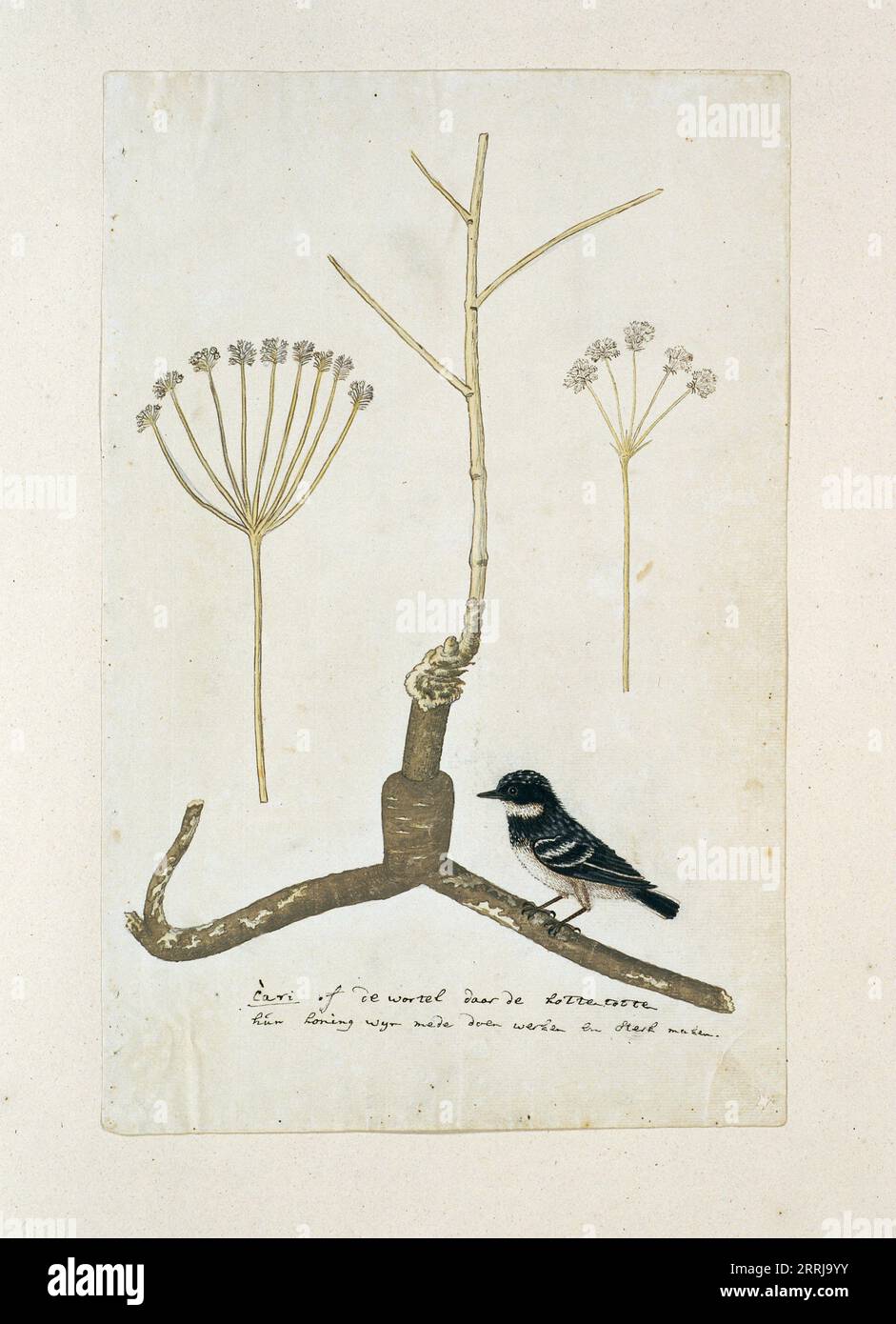 Apiacea or Umbeliffera, 1777-1786. Apiaceae (Umbelliferea), root with a bird and two detailed sketches of the umbellate flower. The Khoikhoi people use the root to strengthen their wine. Stock Photo