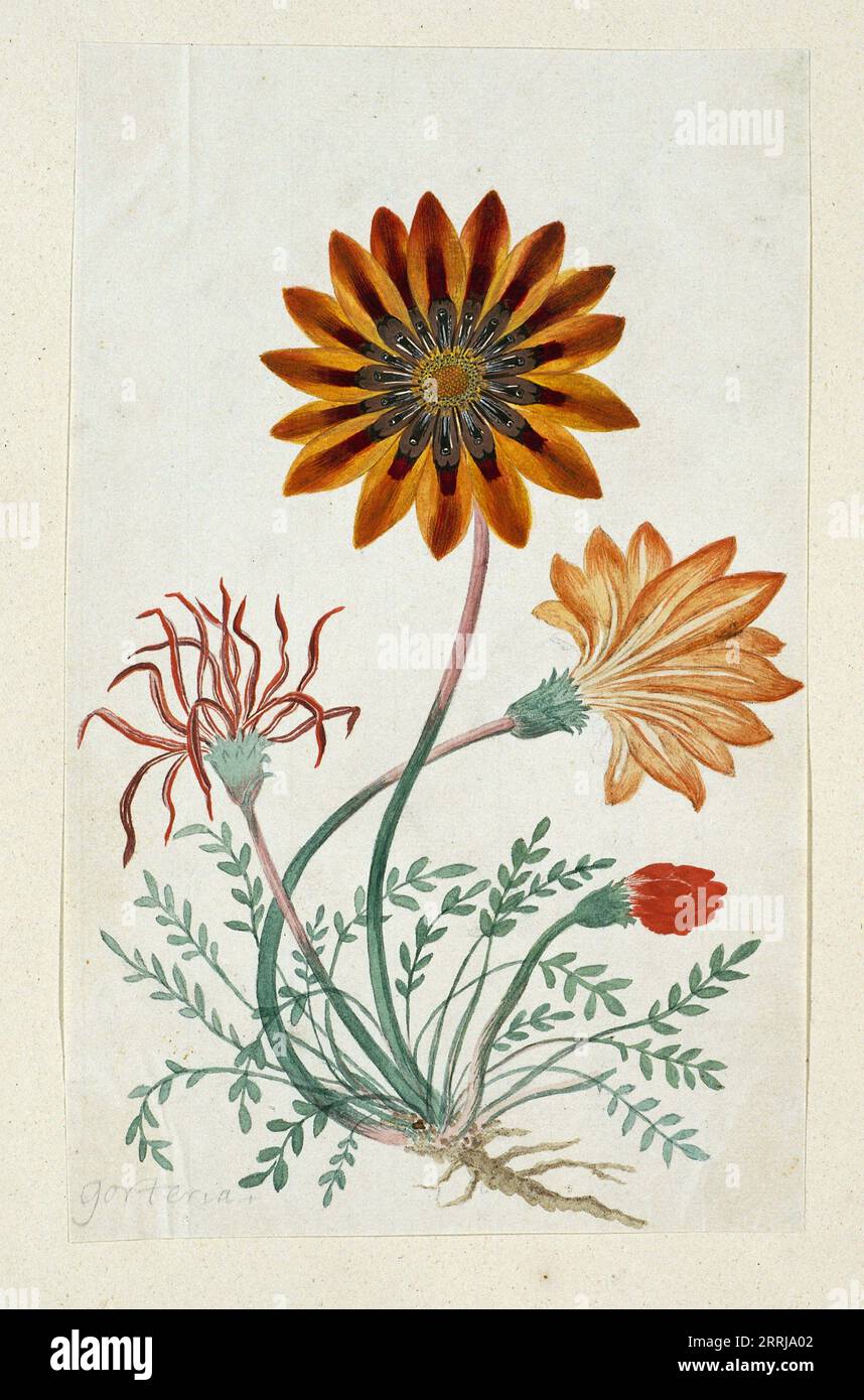 Gorteria Diffusa, 1777-1786. Stock Photo