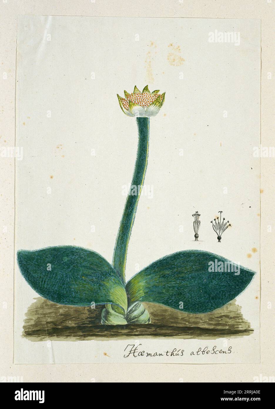 Haemanthus albiflos (Paintbrush), 1777-1786. Stock Photo