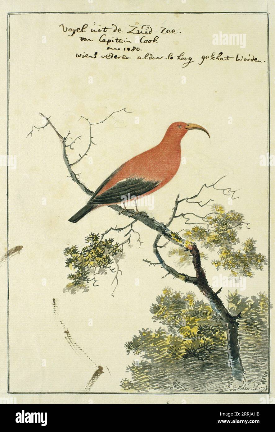 Vestiaria coccinea ('I'iwi or Scarlet Hawaiian honeycreeper), 1778. 'Bird from the South Sea of Captain Cook, 1780, whose feathers are so highly valued there'. Stock Photo