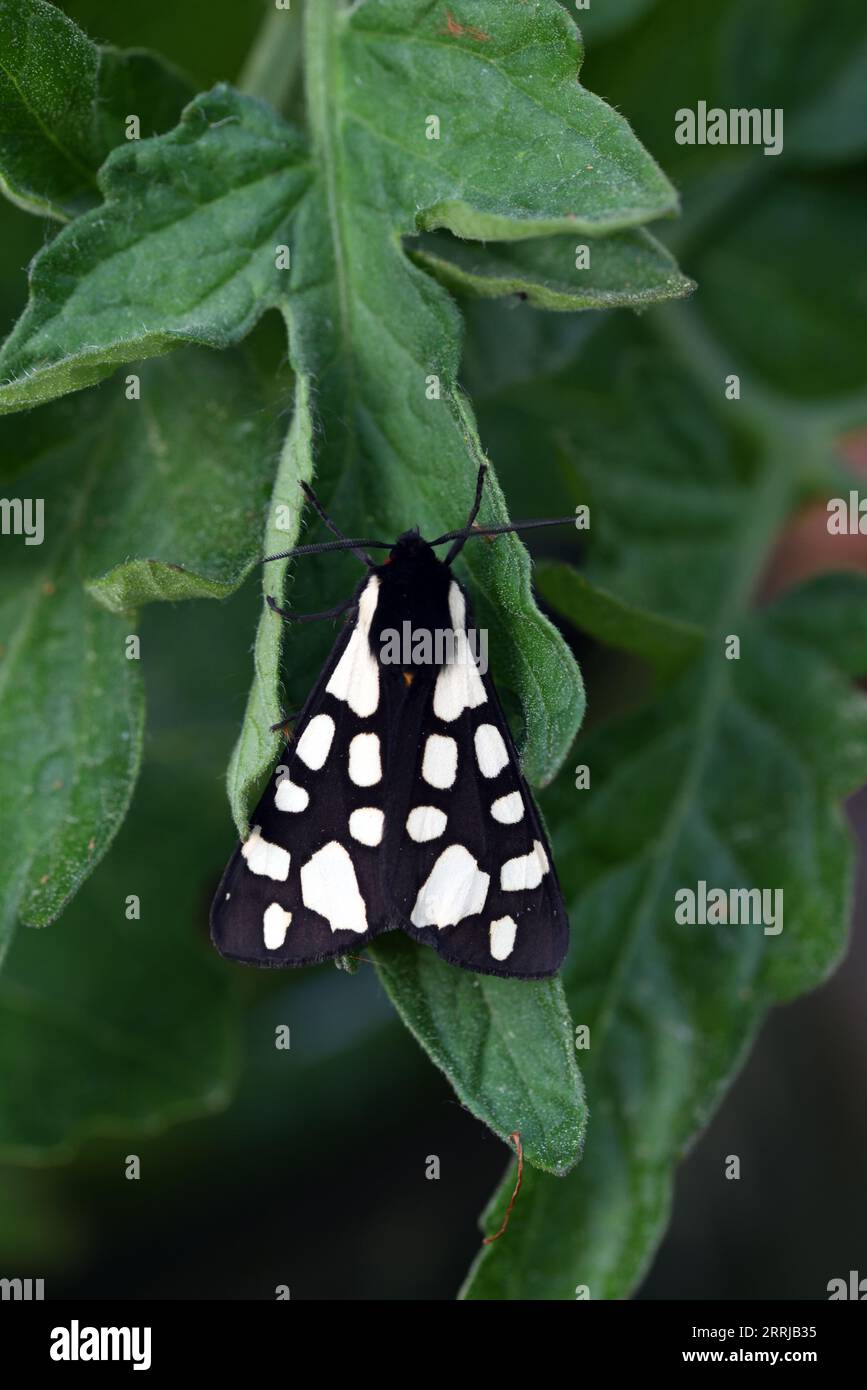 Cream-spot Tiger Moth, Arctia villica, Female Resting on Leaf of Tomato Plant Stock Photo