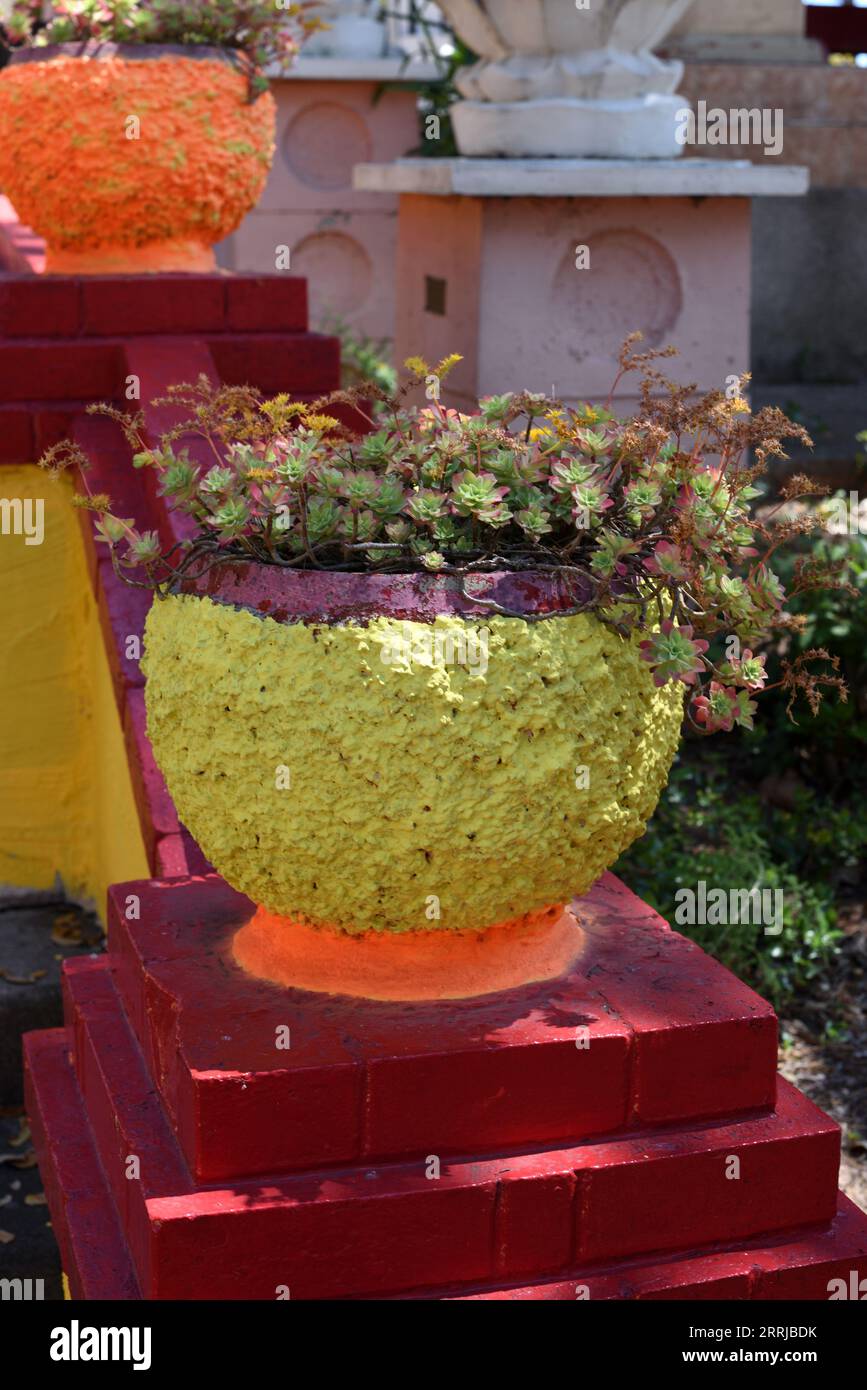 Ornamental Tree Aeonium, Tree Houseleek or Irish Rose, Aeonium arborem, Succulent Growing in Kitsch Planter or Colourful Plant Pot Stock Photo