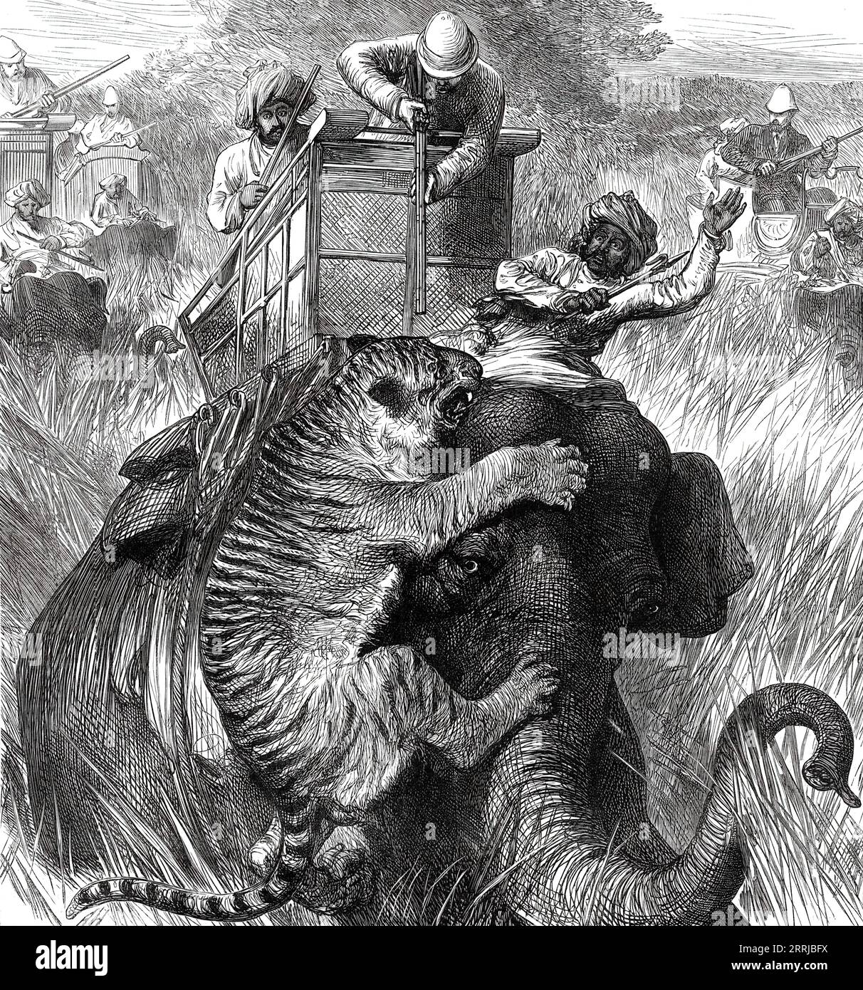 The Prince of Wales in the Nepaul Terai: Colonel Sir Arthur Ellis at close quarters with a Tiger, from a sketch by one of our special artists, 1876. '...the tiger sprang out, and in an instant charged the nearest elephant...The tiger was shaken off...but in another moment with a loud growl he violently charged Colonel Ellis's elephant, fastening himself on the animal's head, with his right paw clawing the elephant's forehead, and holding on by his teeth to the...seat, on which the mahout sits; he bit the man's knee, while with his left paw he clawed the elephant's ear severely, and at the same Stock Photo