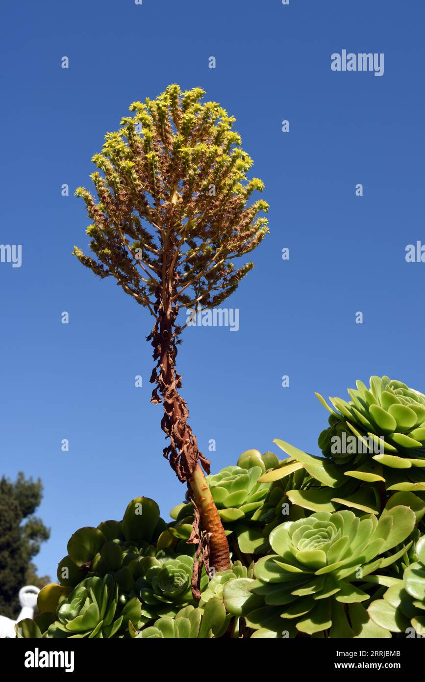 Flowering Sedum palmeri Succulent Shot Against Blue Sky Stock Photo