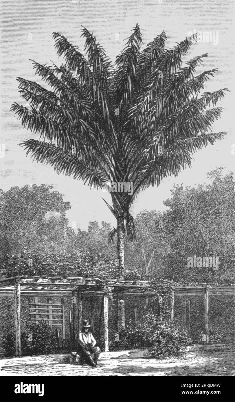 'Attalea Palm-tree on the Madeira; Indian-Rubber Groves of the Amazons', 1875. From 'Illustrated Travels' by H.W. Bates. [Cassell, Petter, and Galpin, c1880, London] and Galpin. Stock Photo