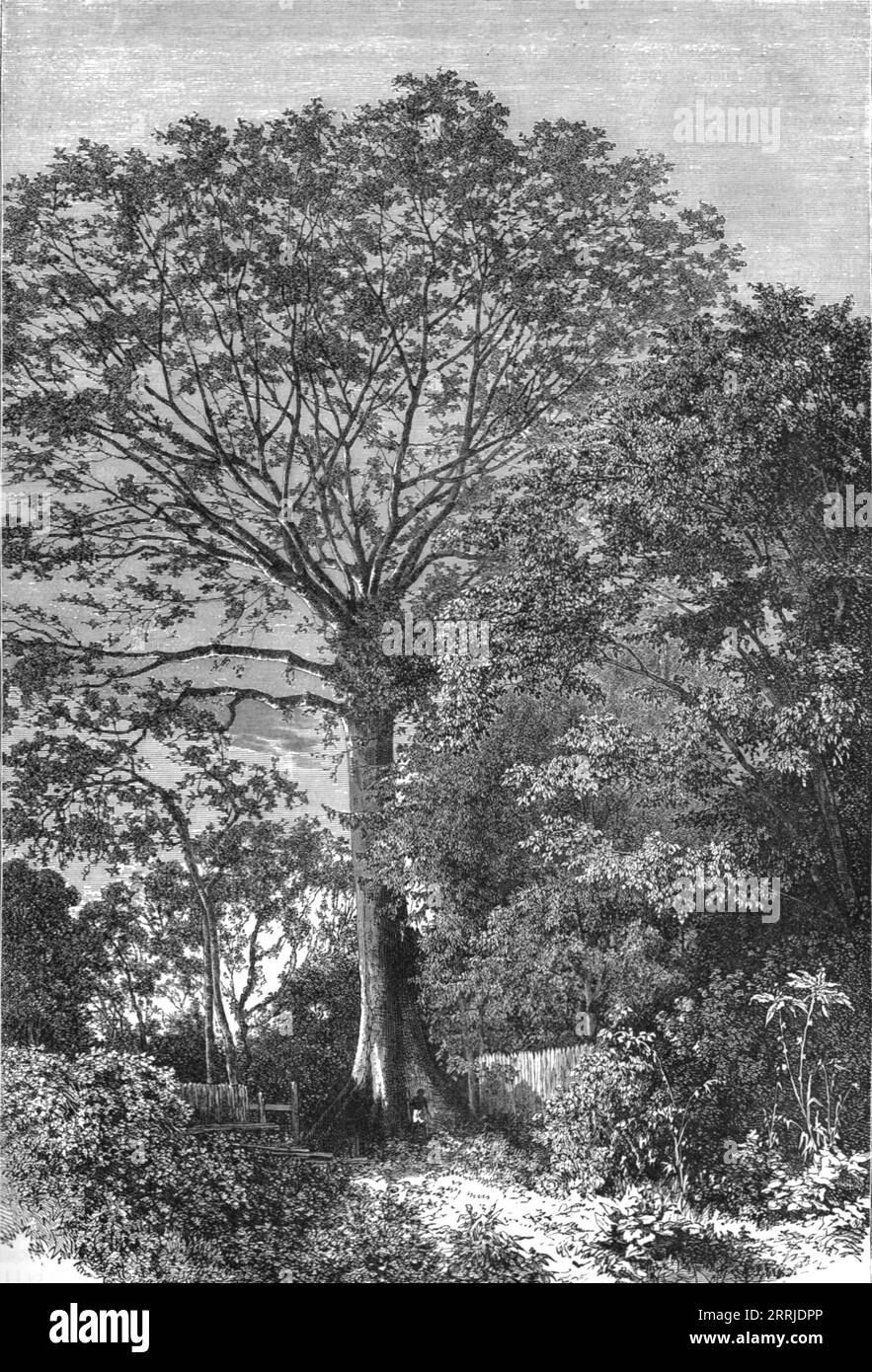'Samauma Tree of the Amazonian Forests; Indian-Rubber Groves of the Amazons', 1875. From 'Illustrated Travels' by H.W. Bates. [Cassell, Petter, and Galpin, c1880, London] and Galpin. Stock Photo