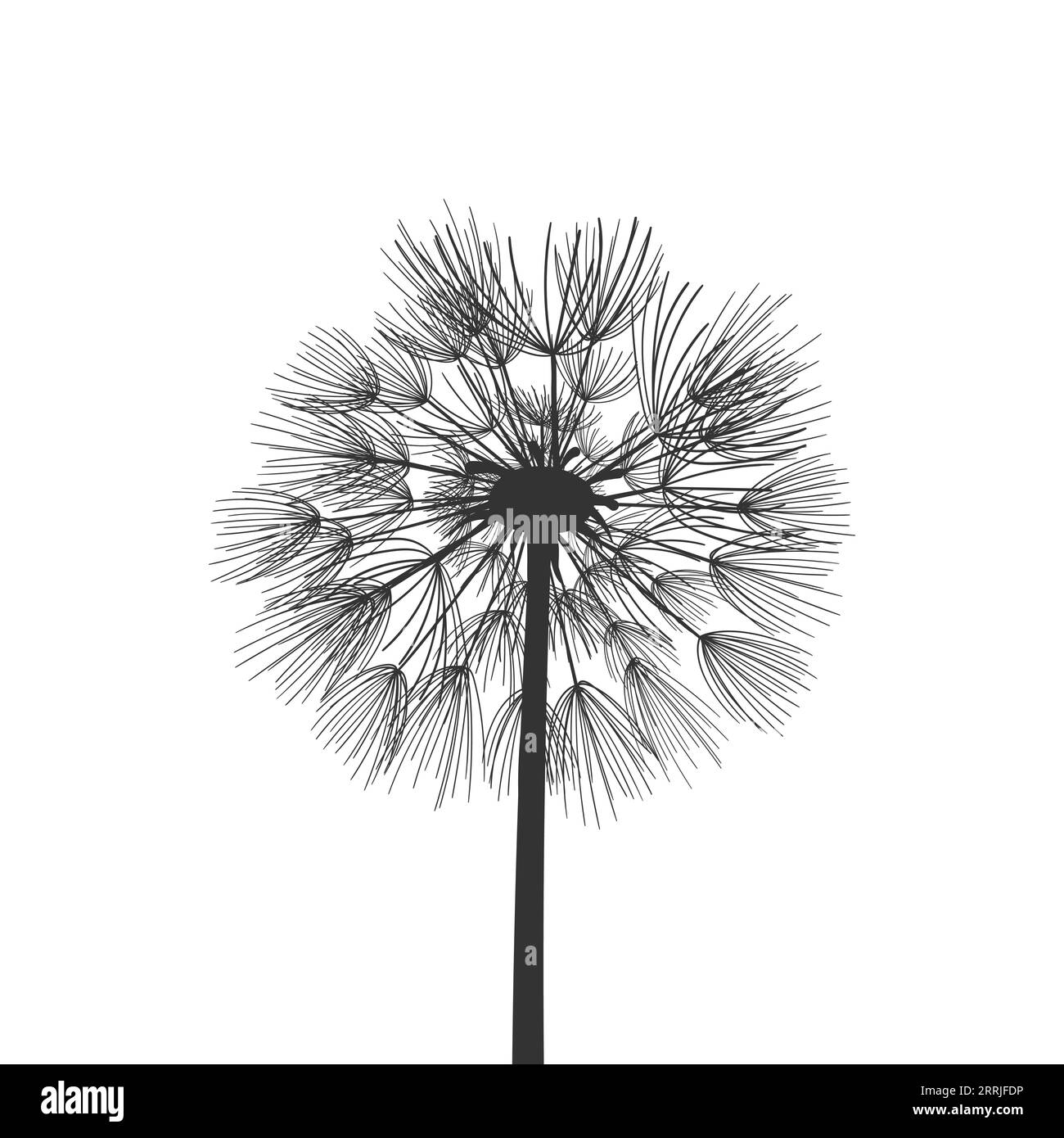 Dandelion flower seeds plant vector illustration Stock Vector