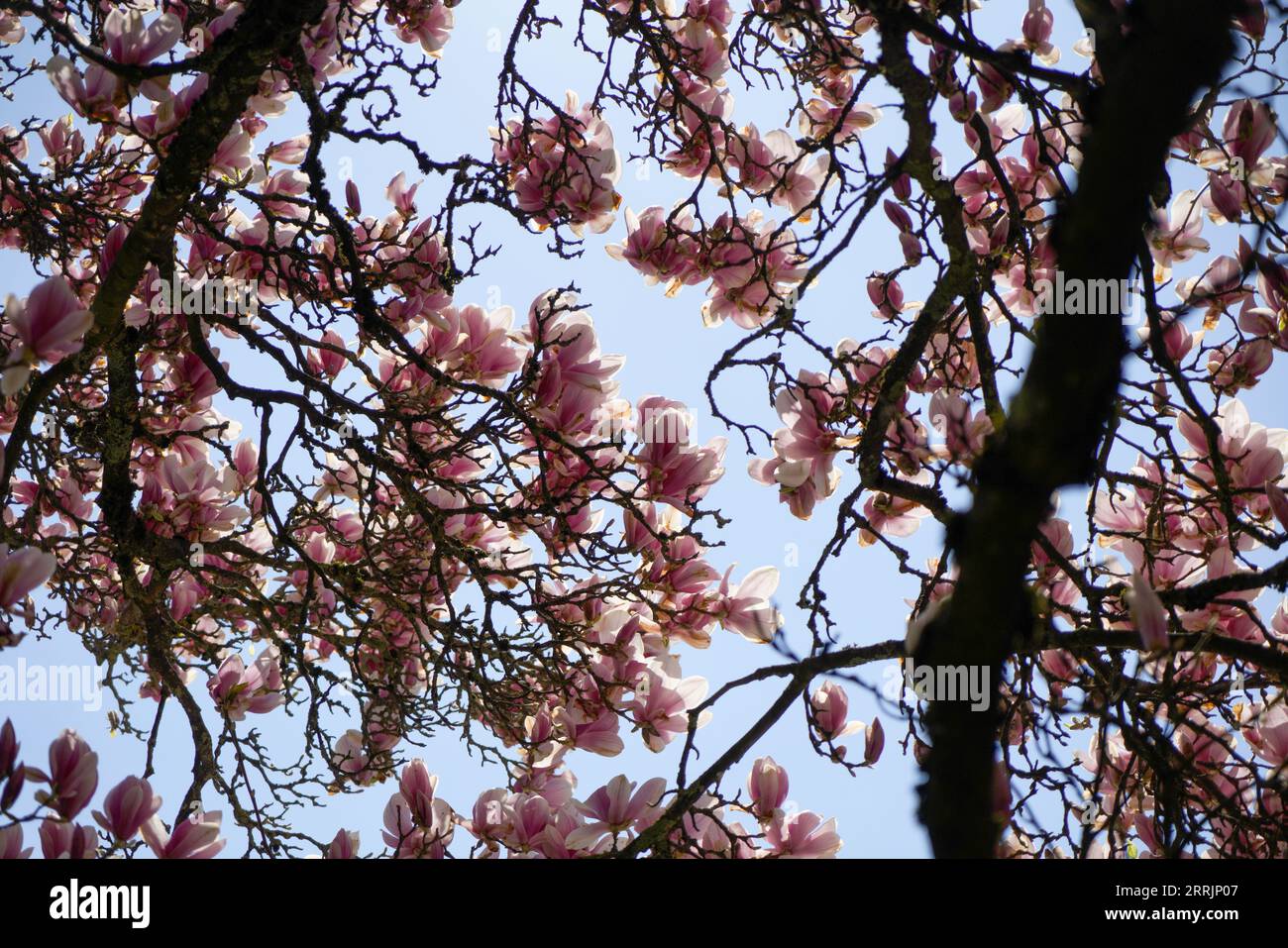 Magnolia tree in bloom with pink flowers against a blue sky on the bush ...