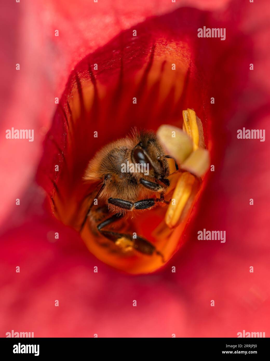 Honey Bee collecting nectar inside red Campsis flower Stock Photo Alamy