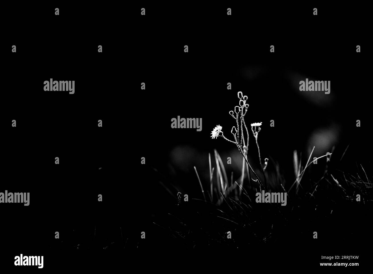 Backlit vegetation Black and White Stock Photos & Images - Alamy