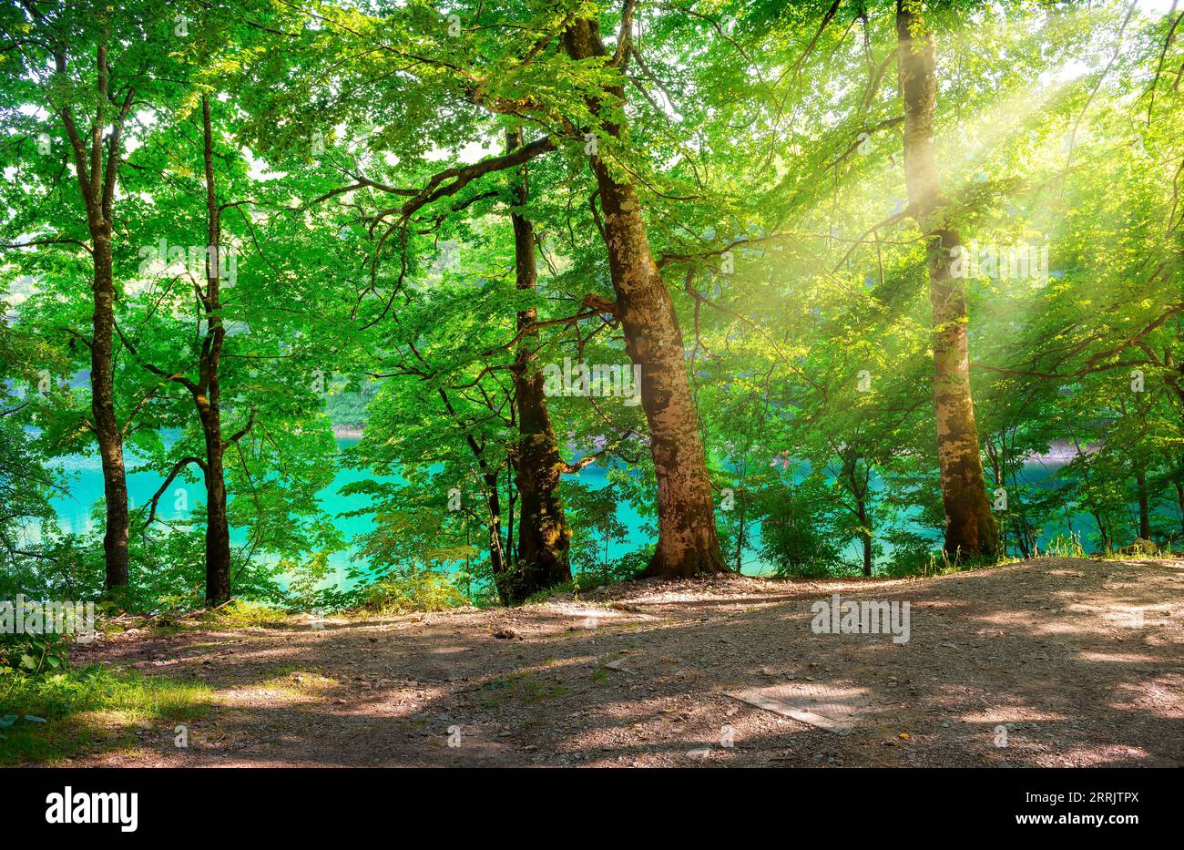 Sunlight in the green forest hi-res stock photography and images - Alamy