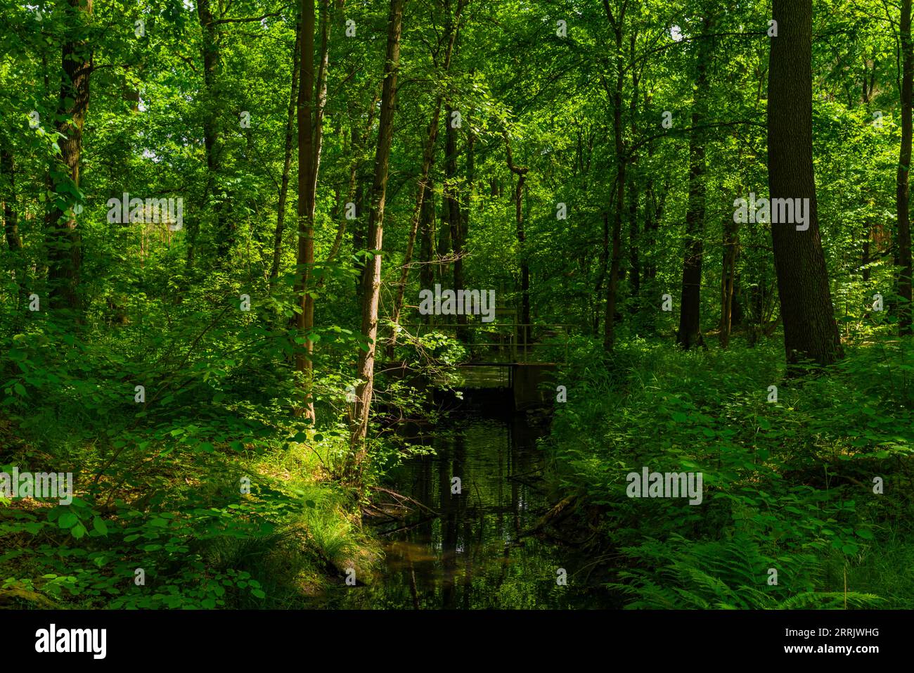 Small river in the forest in summer Stock Photo