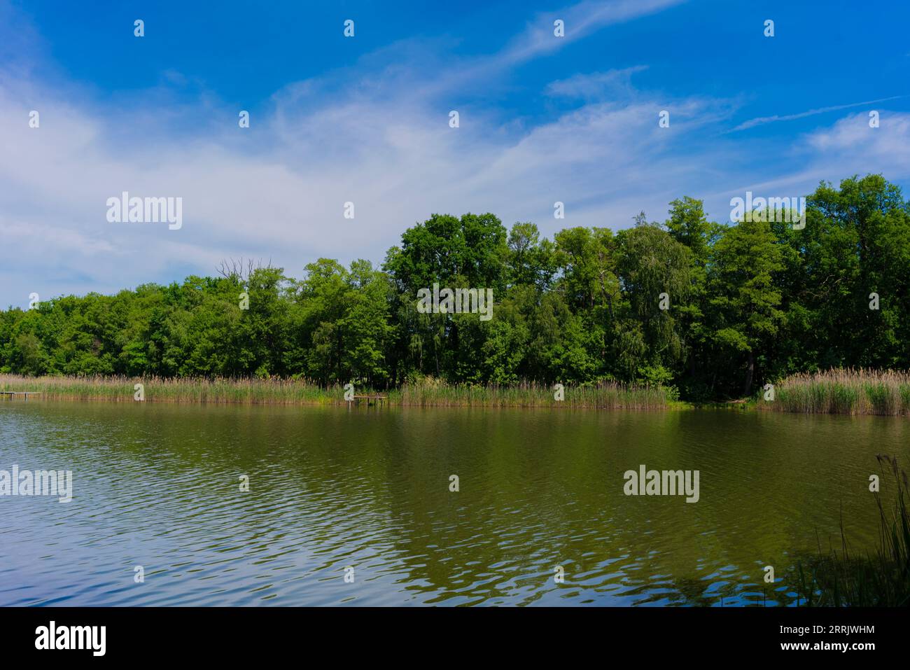 Small lake in summer in germany Stock Photo