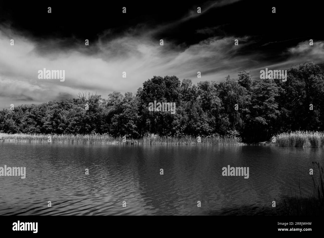 Small lake in summer in germany, black and white Stock Photo