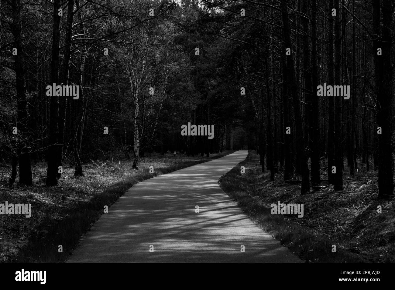 Bike path in the forest, black and white Stock Photo