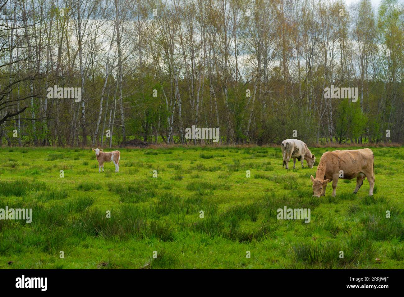 female domestic cattle during feeding in the pasture Stock Photo - Alamy