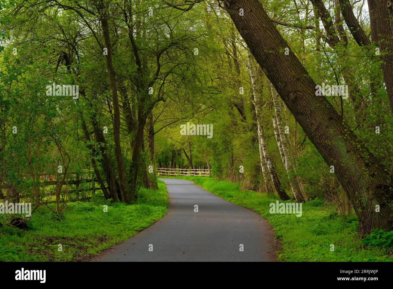 Bike path in the nature in germany Stock Photo