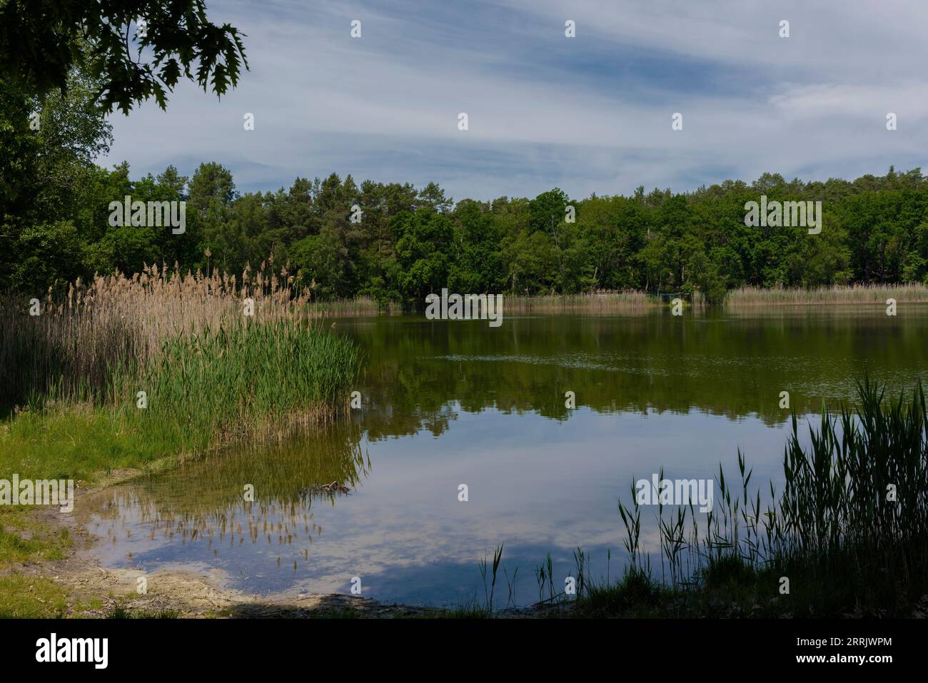 The small Holbecker Lake in Brandenburg in Germany, reeds grow on the lake shore Stock Photo