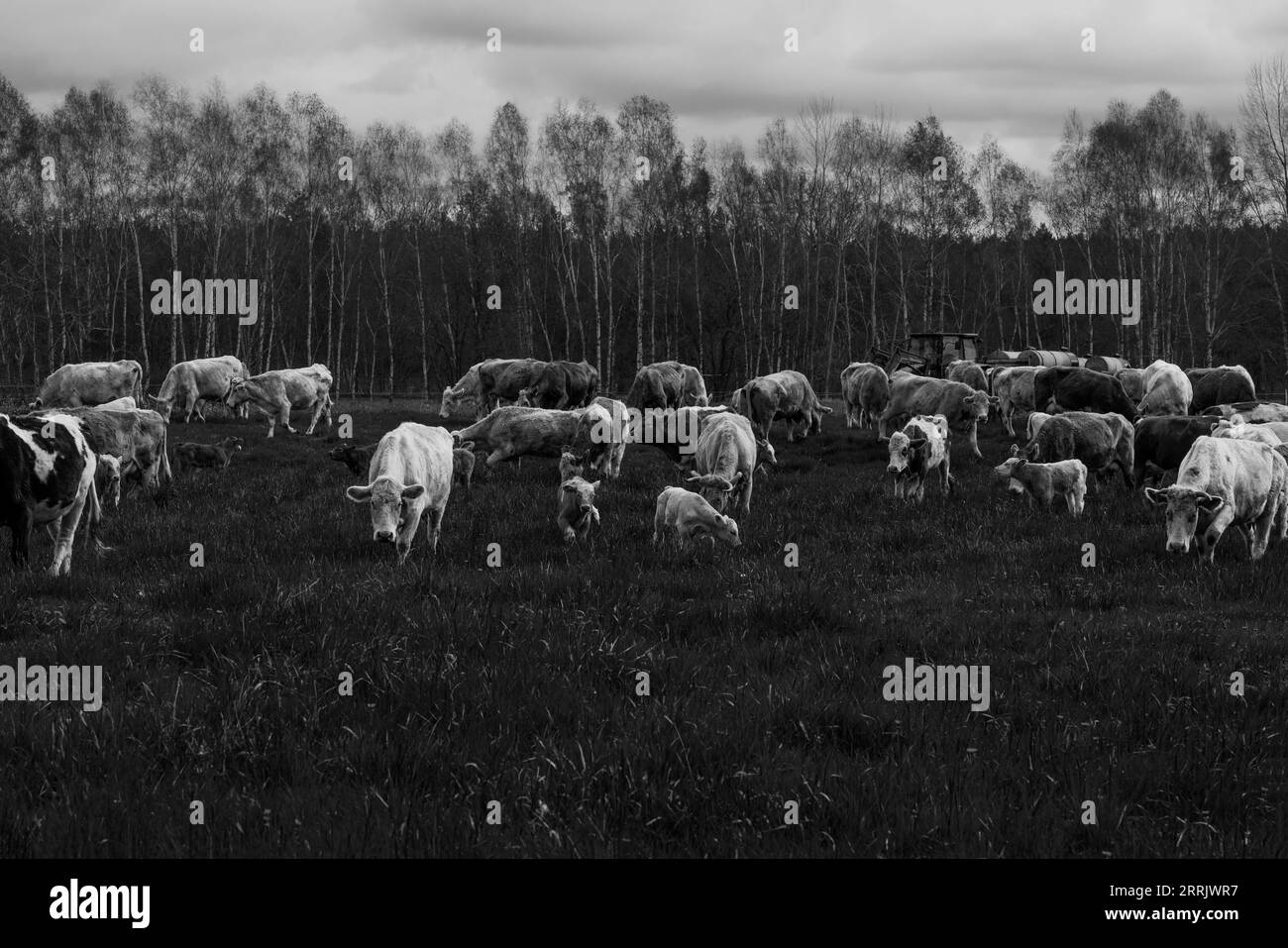 Suckler cows graze on a meadow together with their calves, black and white Stock Photo