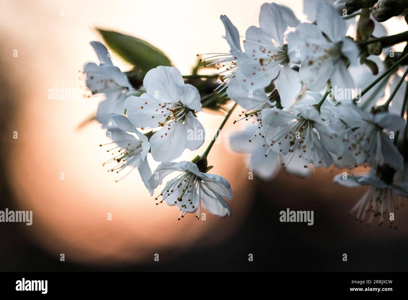 Nature photo, cherry tree, flower branch Stock Photo
