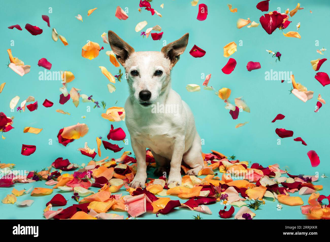 Jack Russell Terrier in studio Stock Photo Alamy
