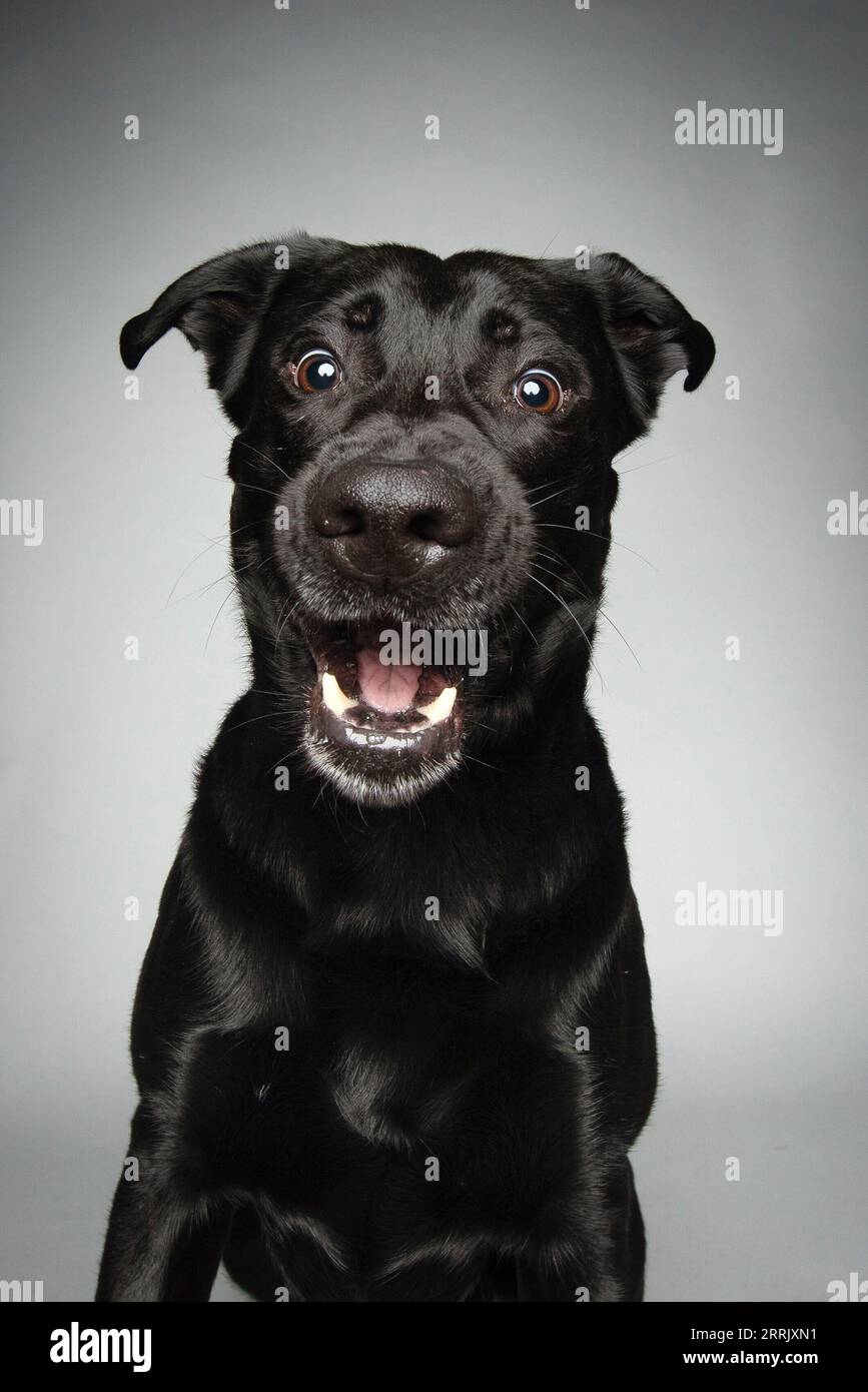 Black Labrador in photo studio Stock Photo