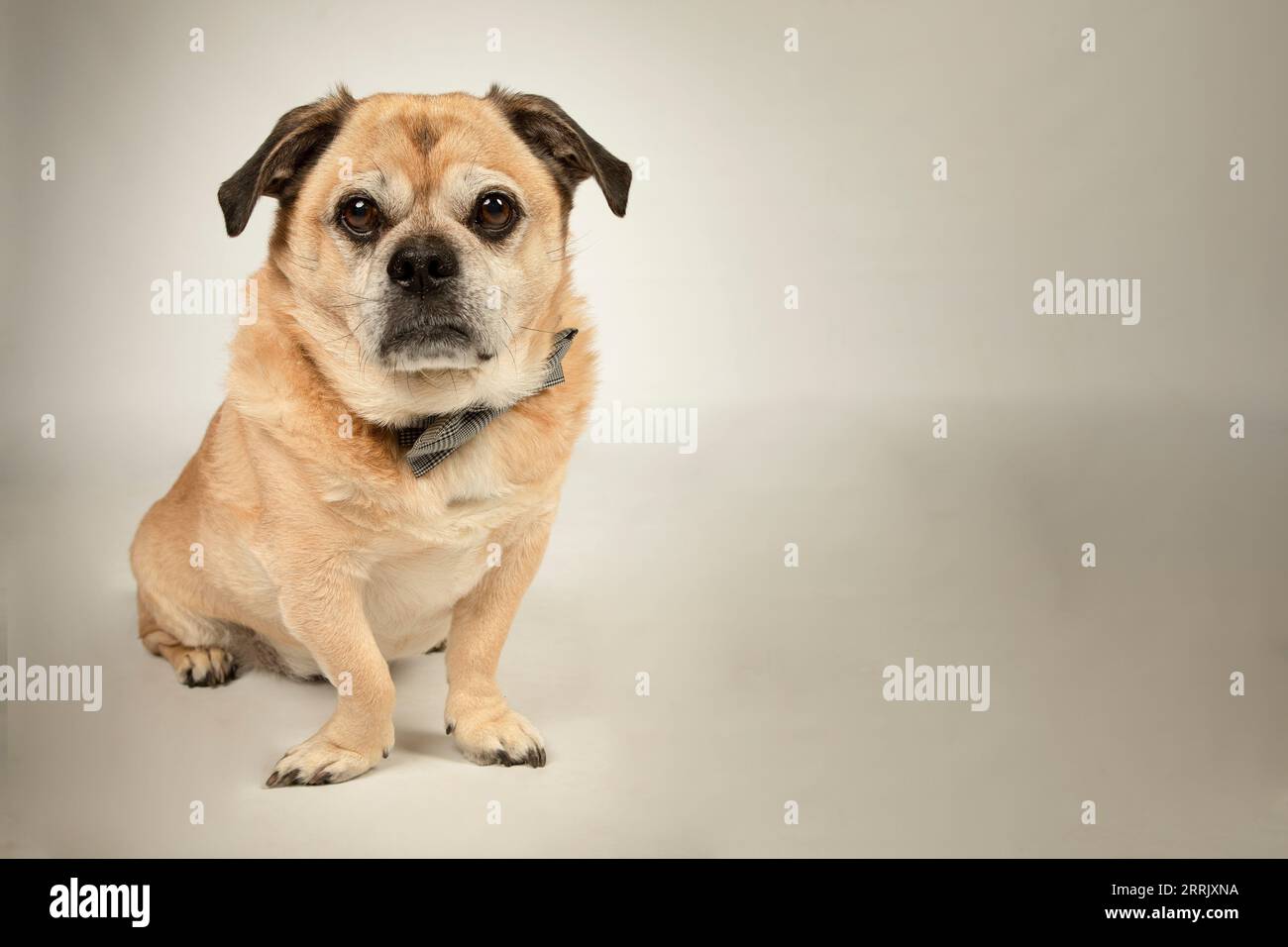 Pug mix in photo studio Stock Photo Alamy