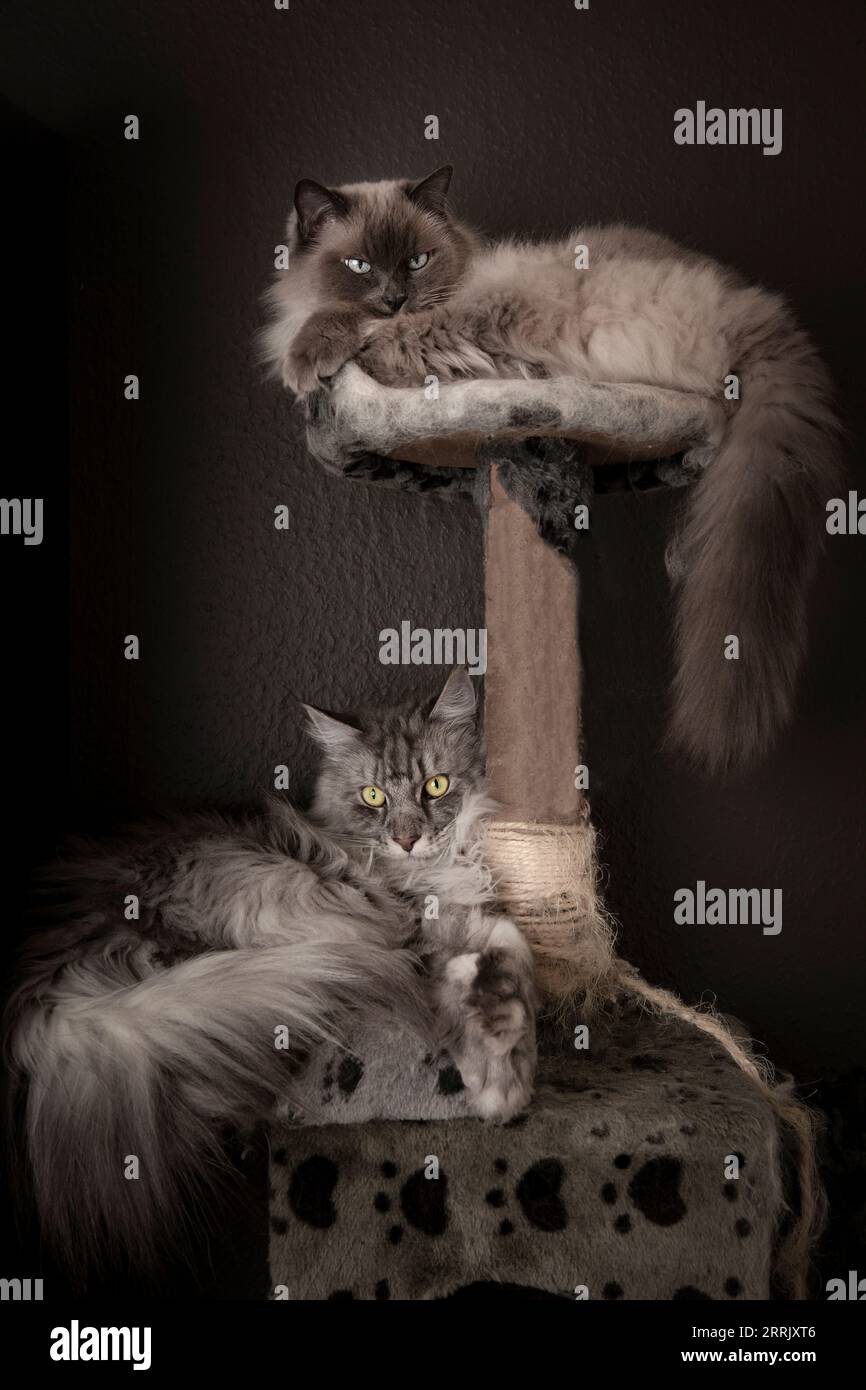two cats on a scratching post Stock Photo Alamy