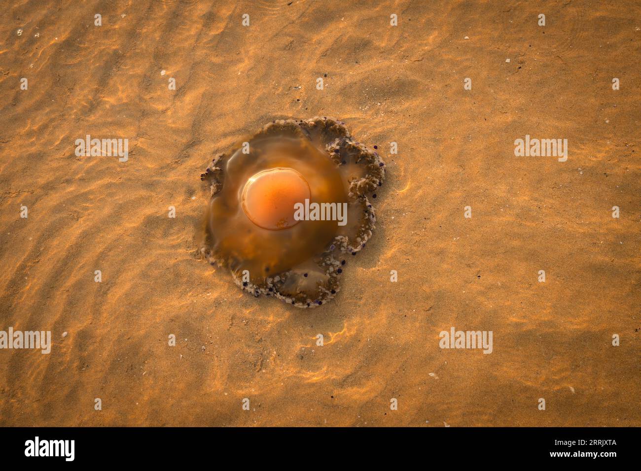 Jellyfish in the Adriatic Sea near the shore in shallow water Stock Photo