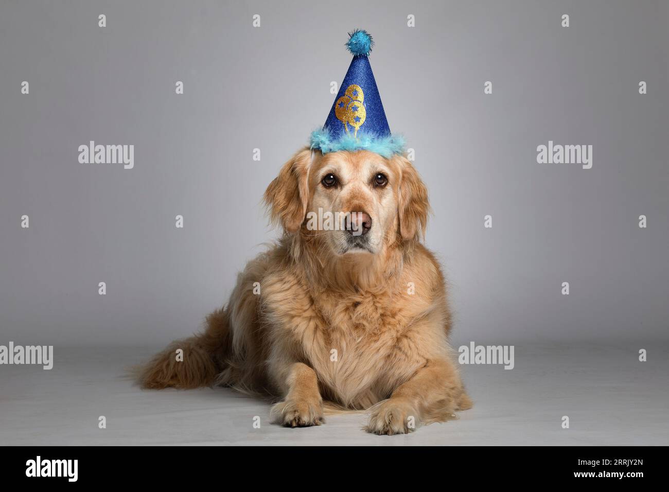 Golden retriever dog birthday party hi-res stock photography and images ...