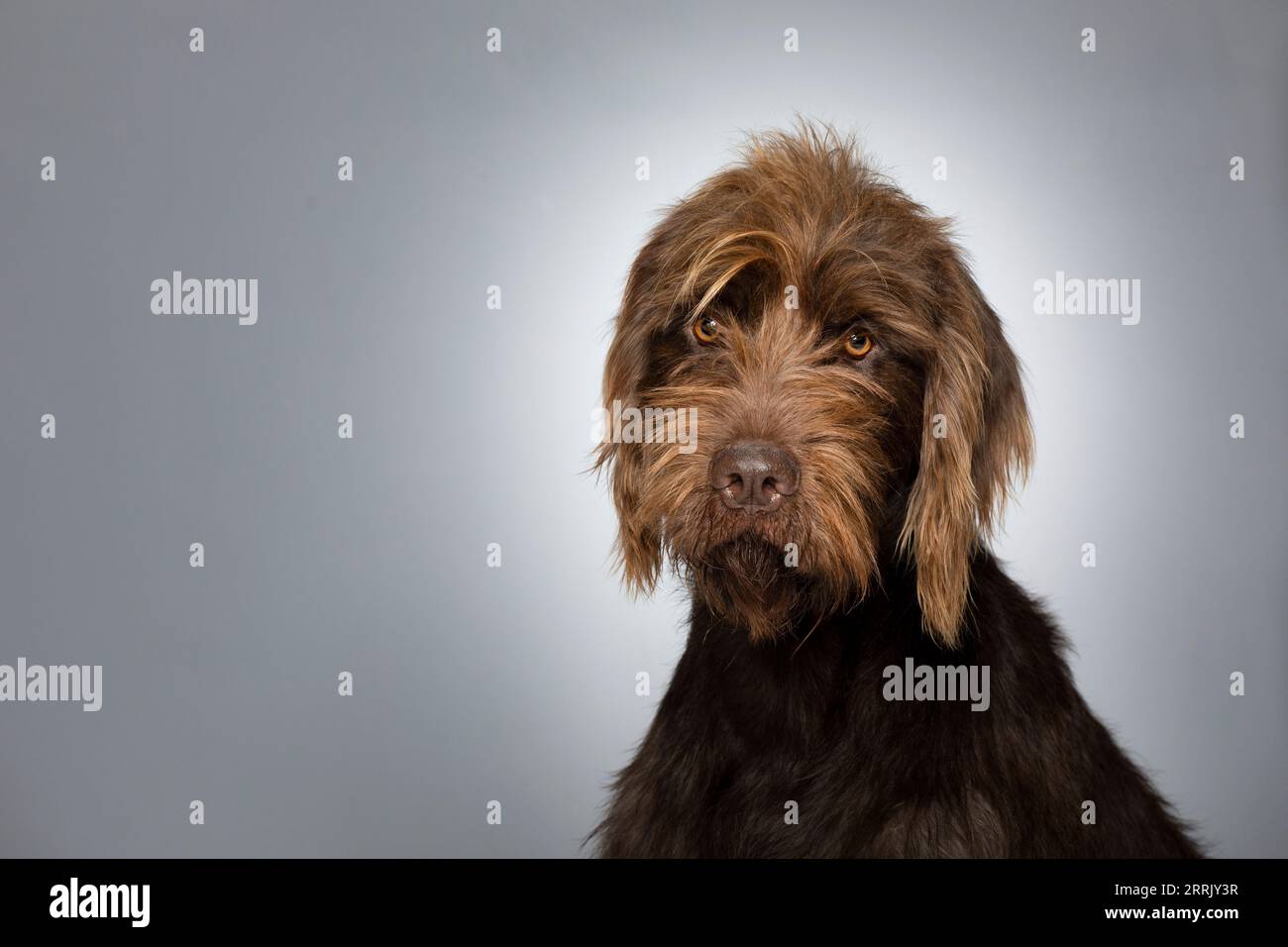 Poodle pointer in photo studio Stock Photo